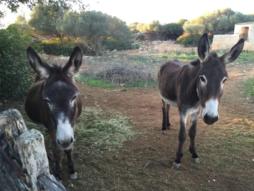 Camí de Cavalls: la ruta histórica que rodea Menorca